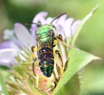 Image of Agapostemon poeyi (Lucas 1856)