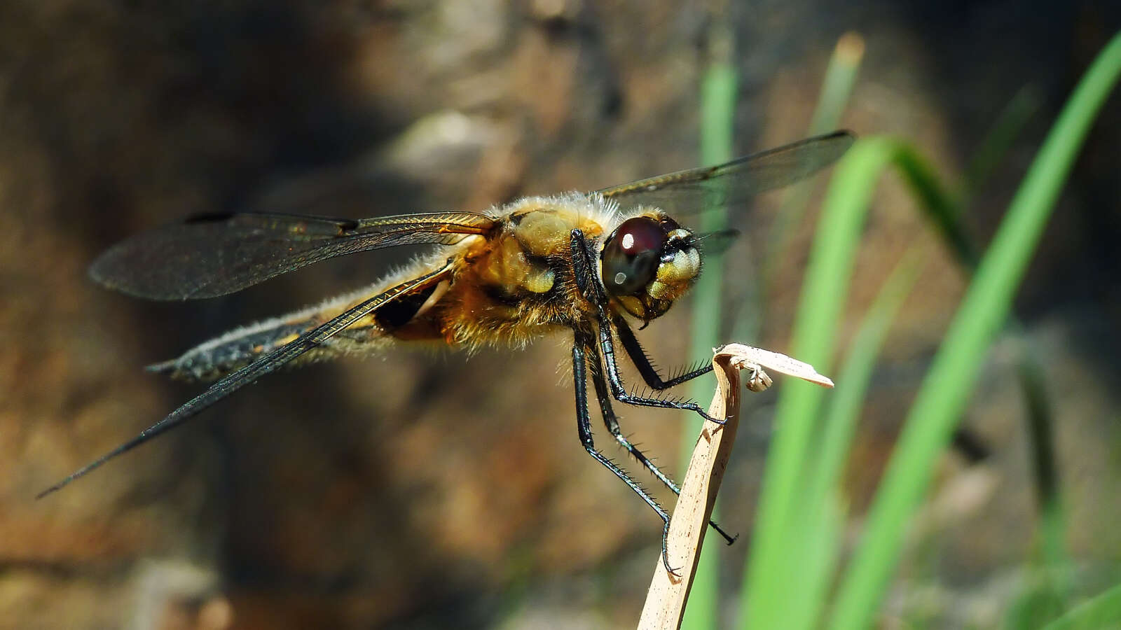 Image of Four-spotted Chaser