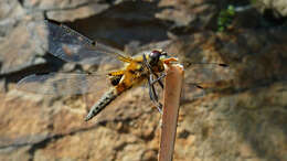 Image of Four-spotted Chaser