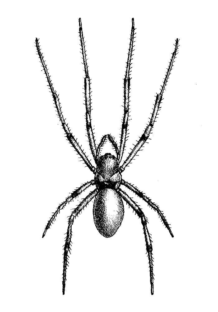 Image of Nephilengys borbonica