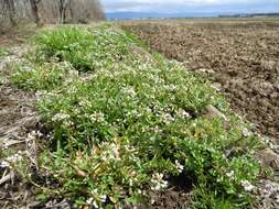 Image of Cardamine scutata Thunb.