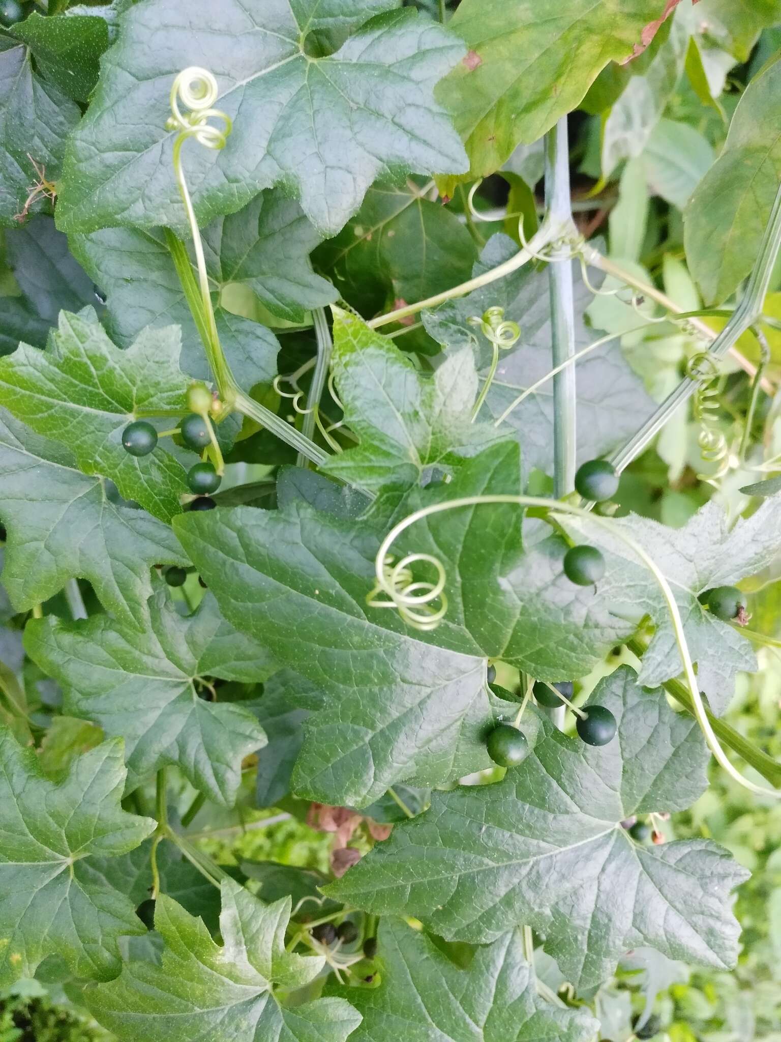 Image of white bryony