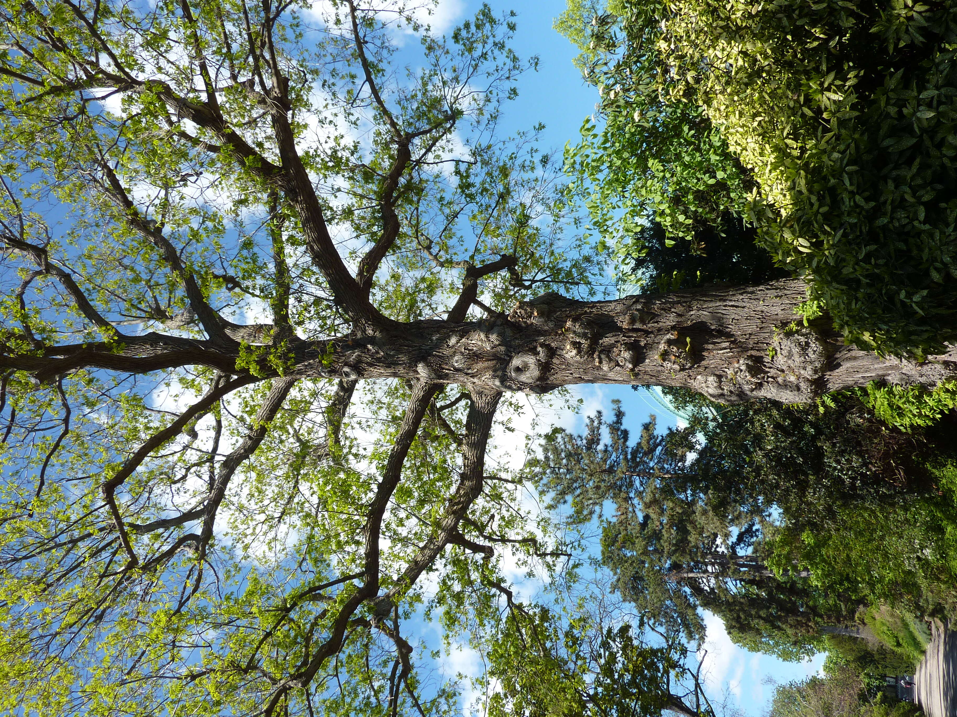 Слика од Pterocarya stenoptera C. DC.