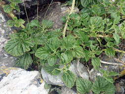 Image of Urtica australis Hook. fil.