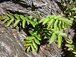 Слика од Pterocarya stenoptera C. DC.