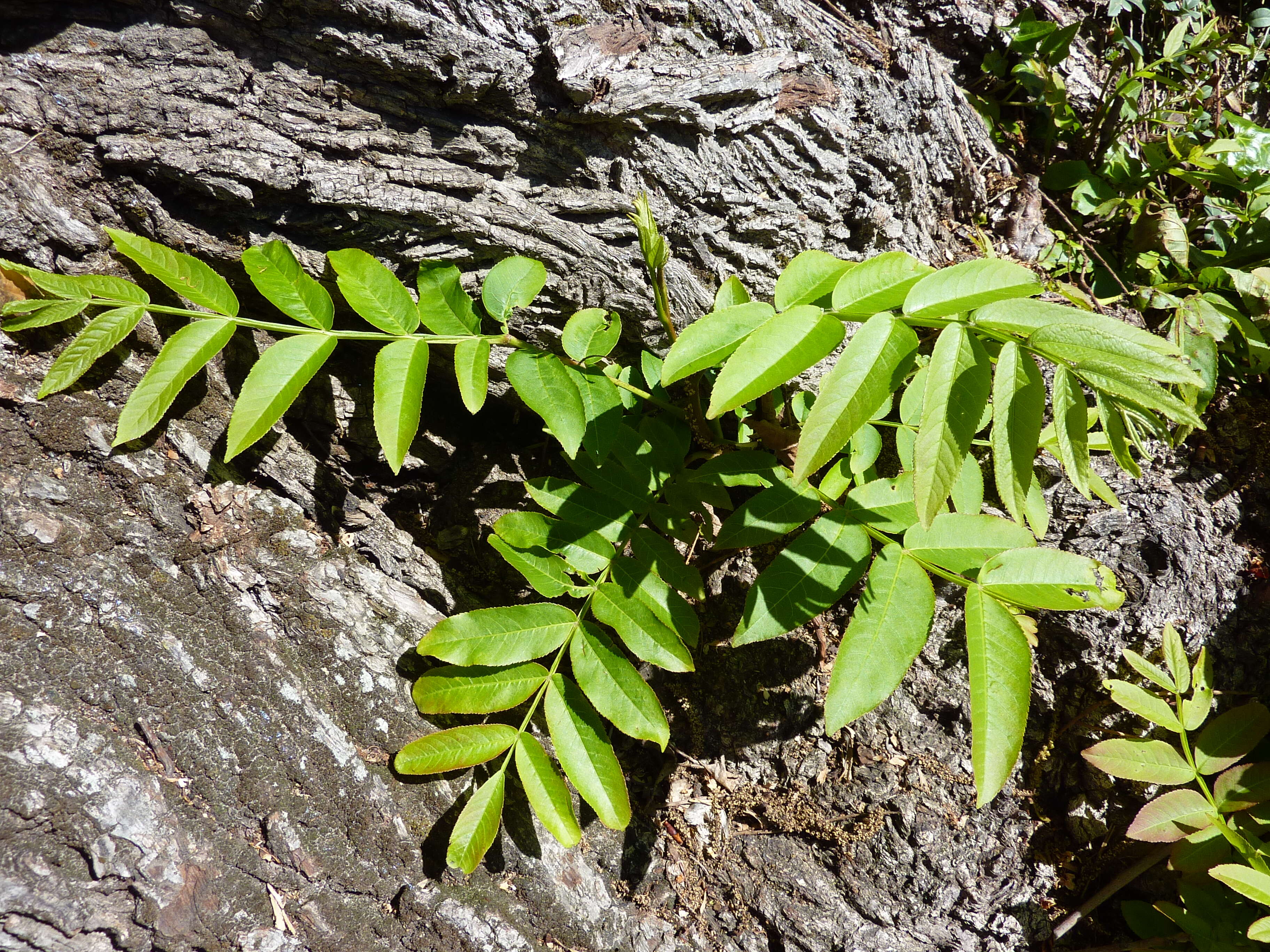 Слика од Pterocarya stenoptera C. DC.