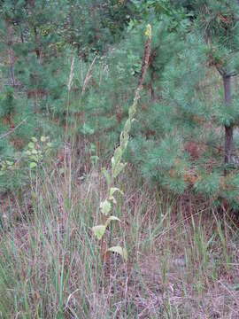 Image of Great Mullein