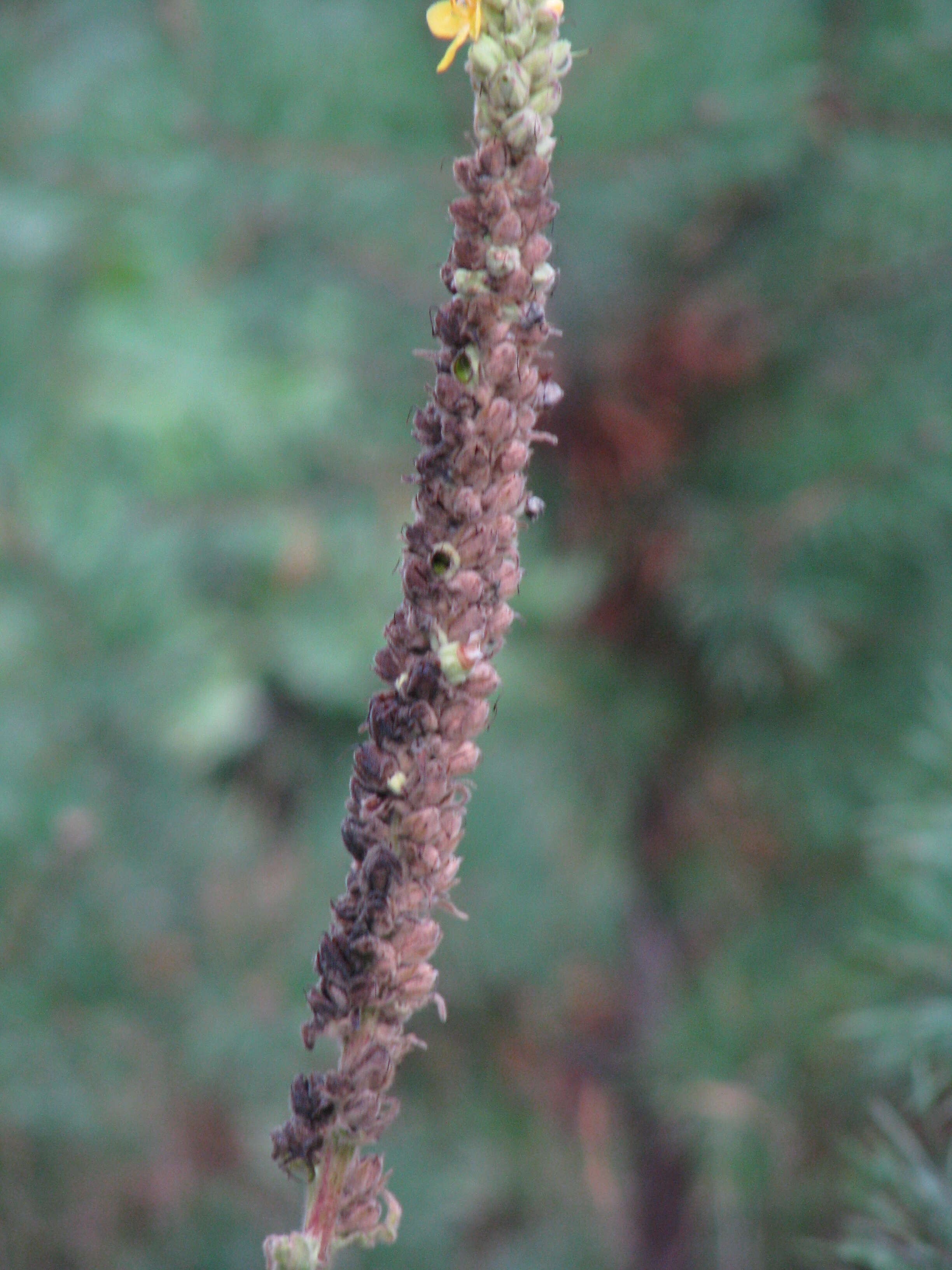 Image of Great Mullein