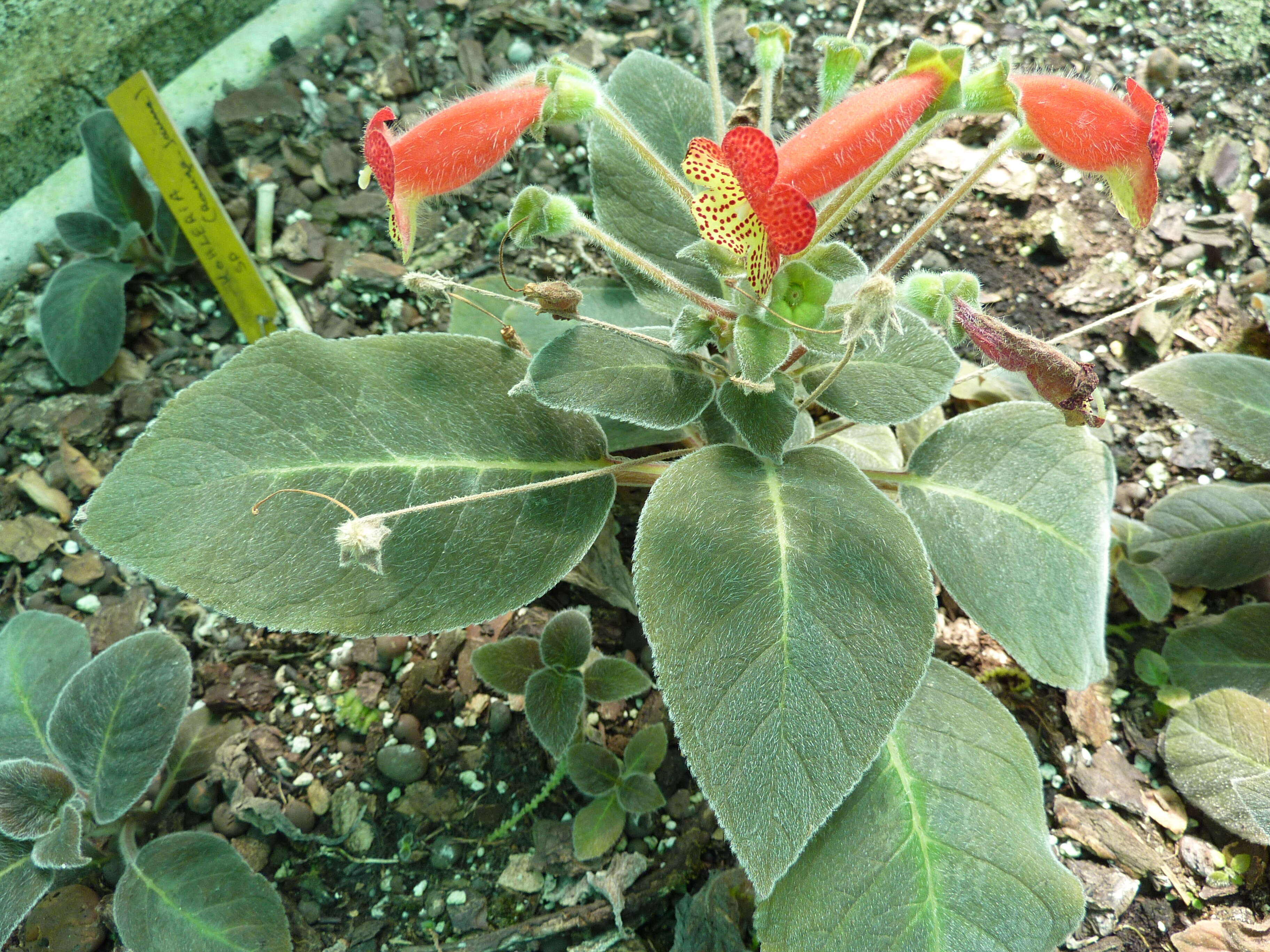 Image of kohleria