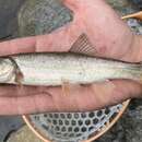 Image of Umpqua Pikeminnow