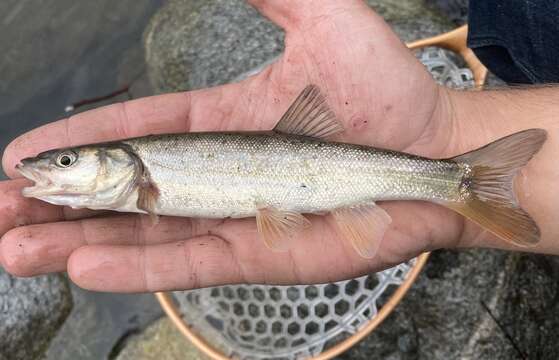 Image of Umpqua Pikeminnow