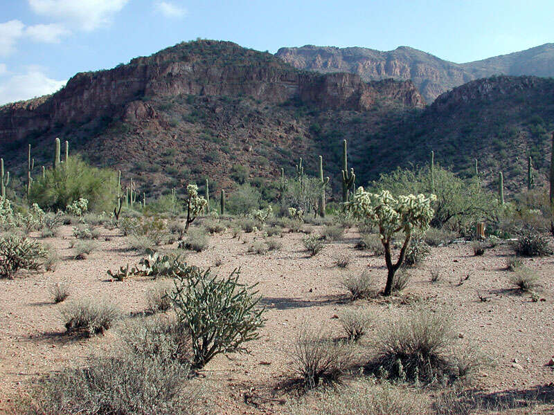 Image de Cylindropuntia bigelovii (Engelm.) F. M. Knuth