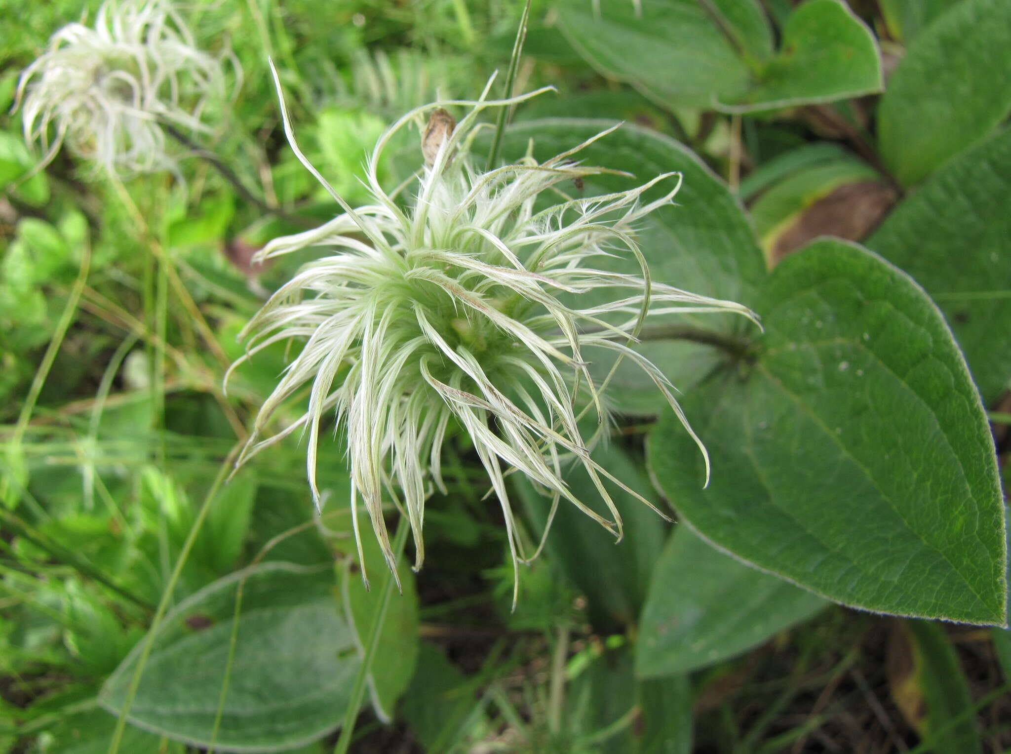 Imagem de Clematis integrifolia L.