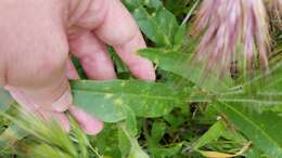 Imagem de Nicotiana quadrivalvis var. wallacei (A. Gray) Mansf.