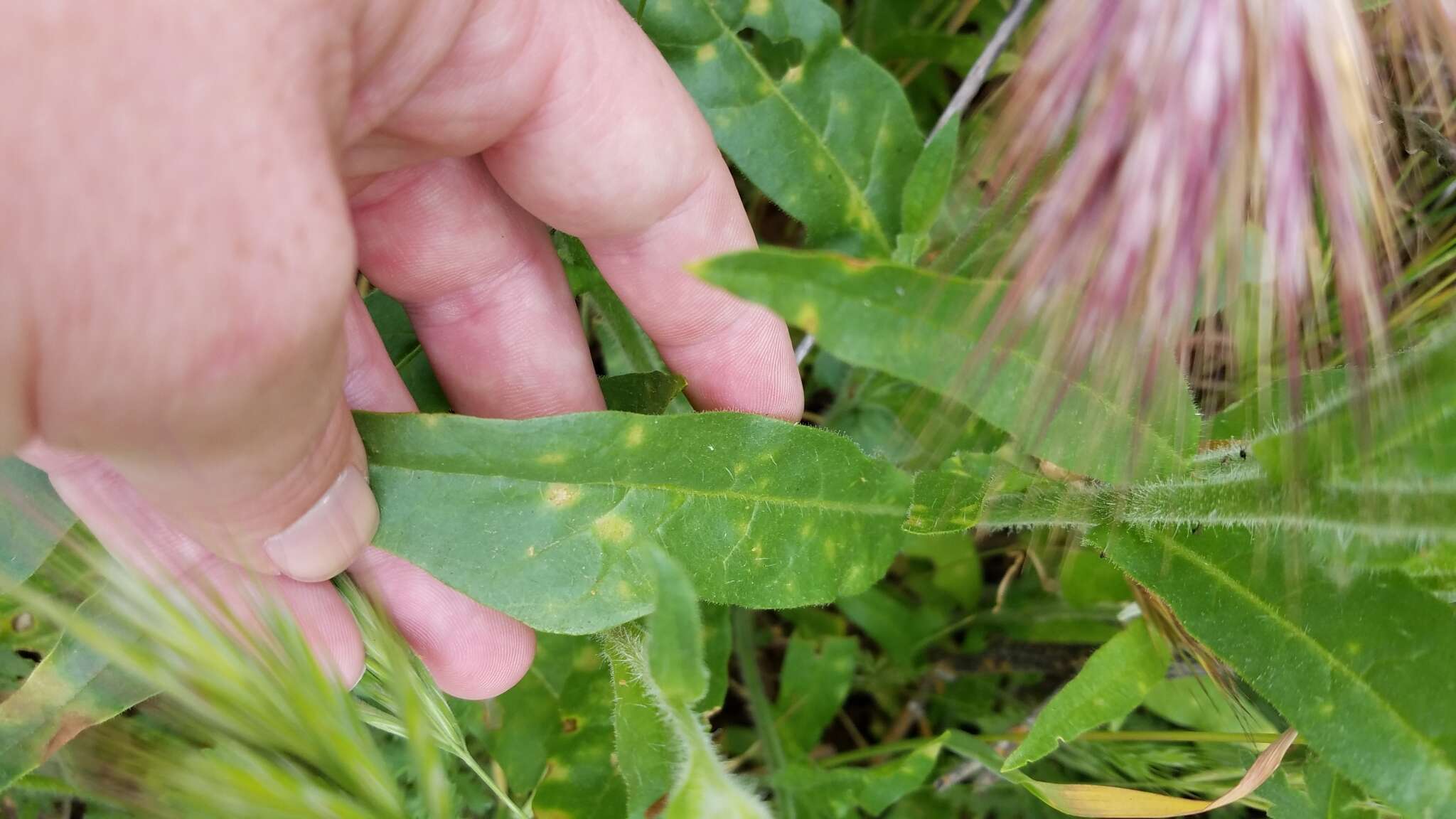 Nicotiana quadrivalvis var. wallacei (A. Gray) Mansf. resmi