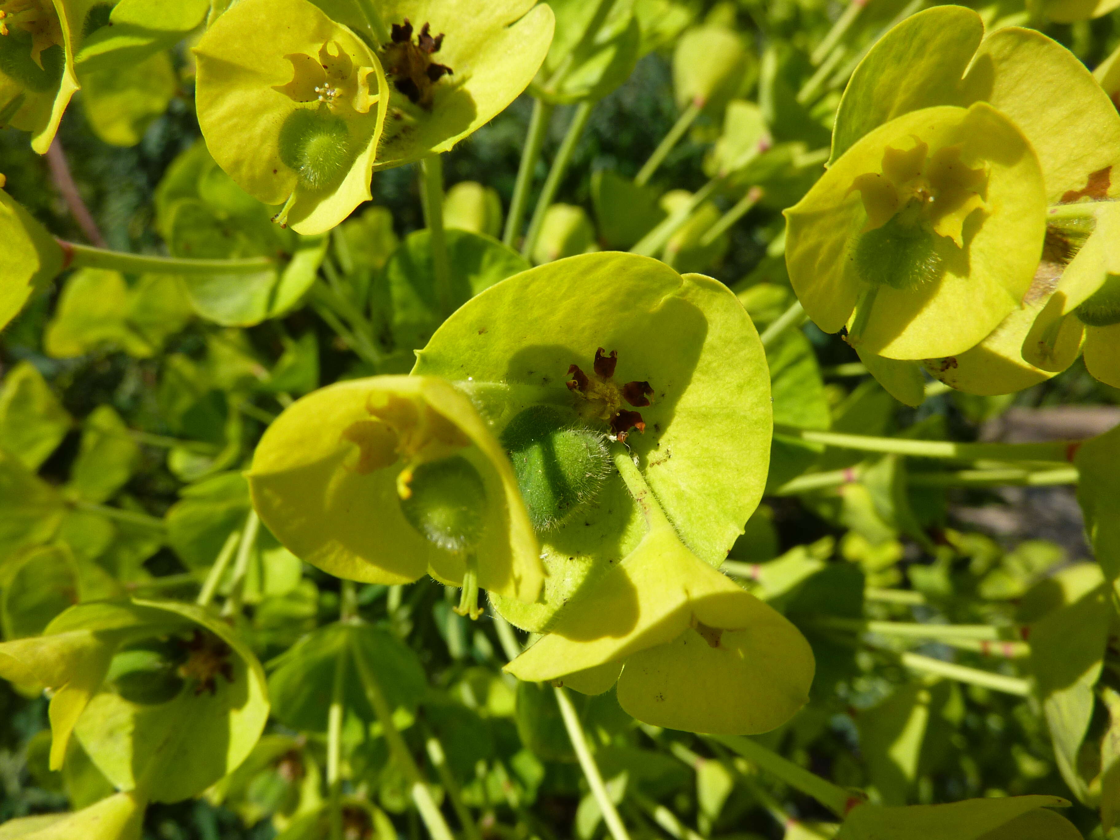 Image of Albanian spurge