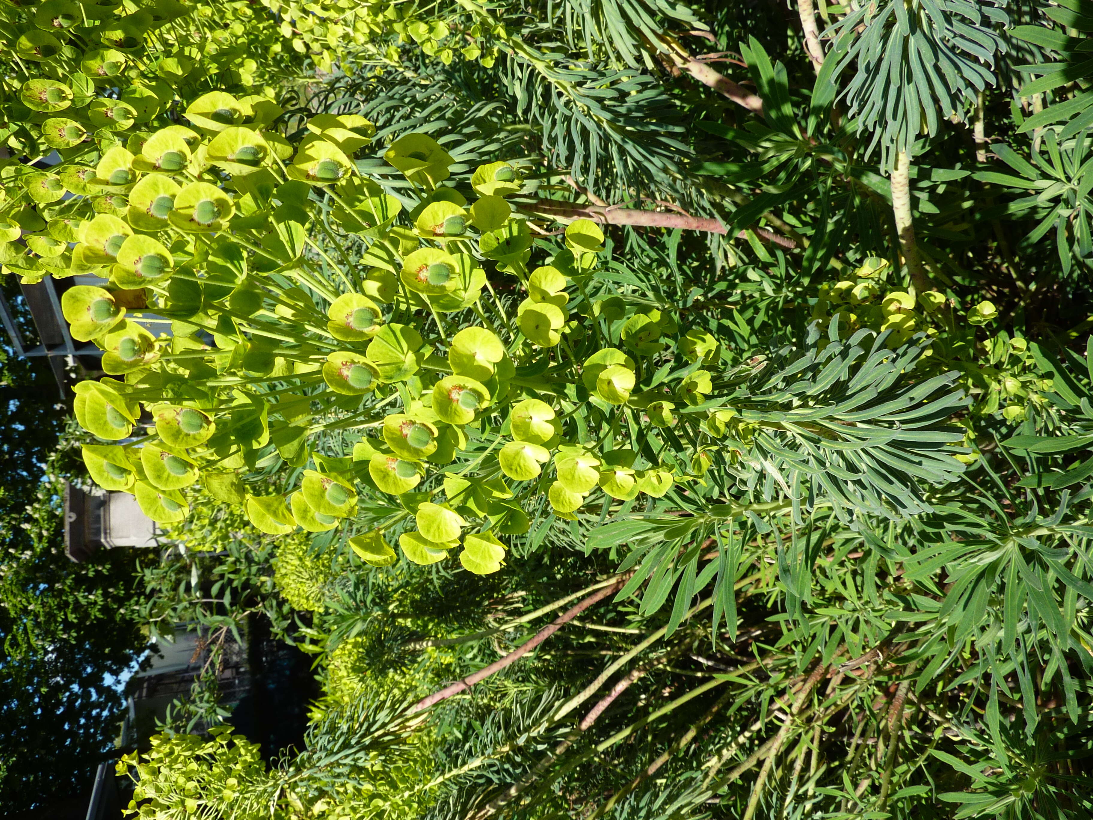 Image of Albanian spurge