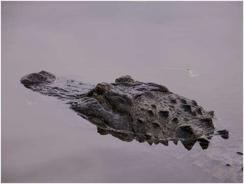 Image of alligators