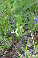 Imagem de Iris ruthenica subsp. ruthenica