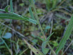 Image of Centaurea jacea subsp. timbalii (Martrin-Donos) Br.-Bl.