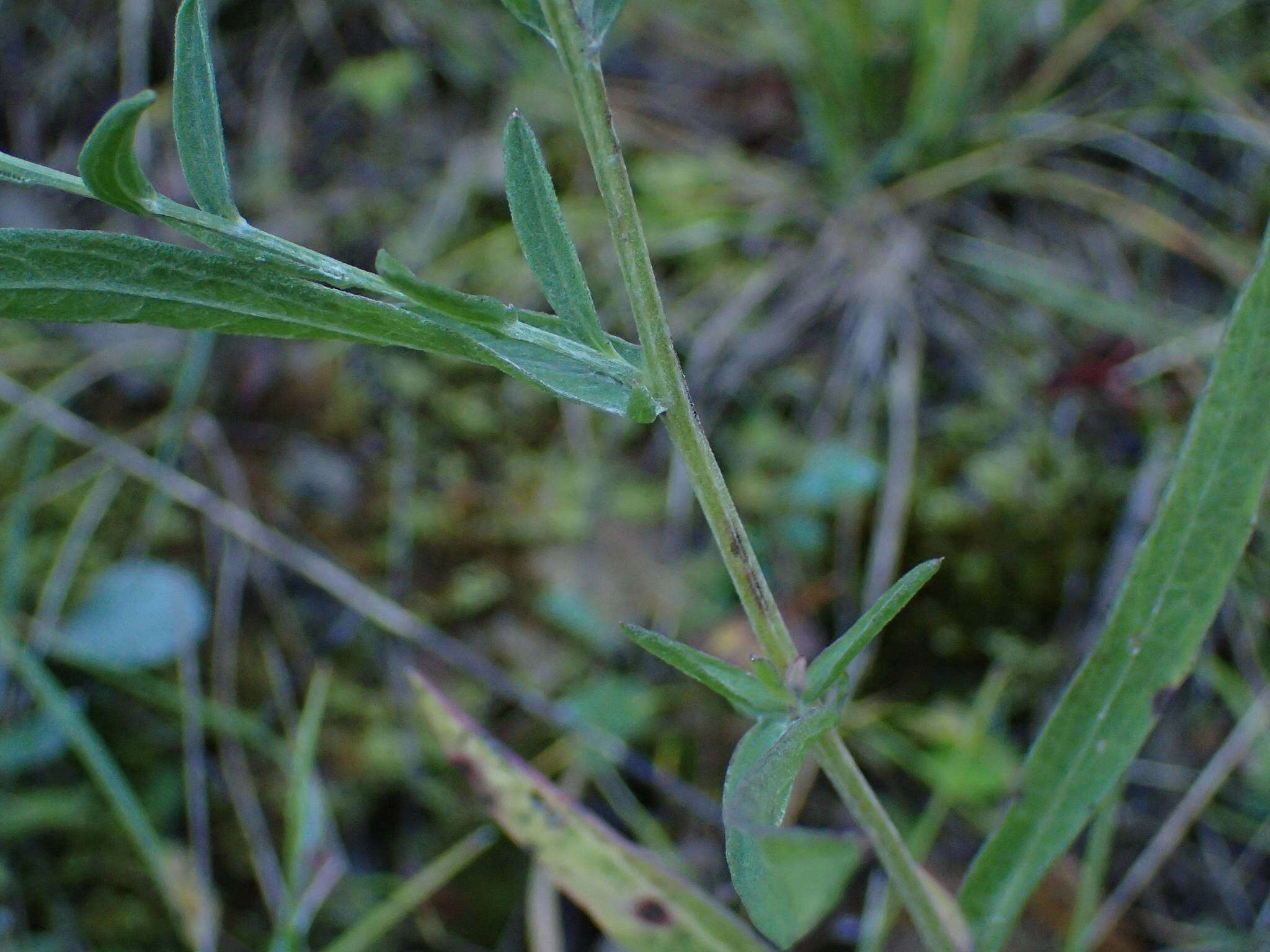 Image of Centaurea jacea subsp. timbalii (Martrin-Donos) Br.-Bl.