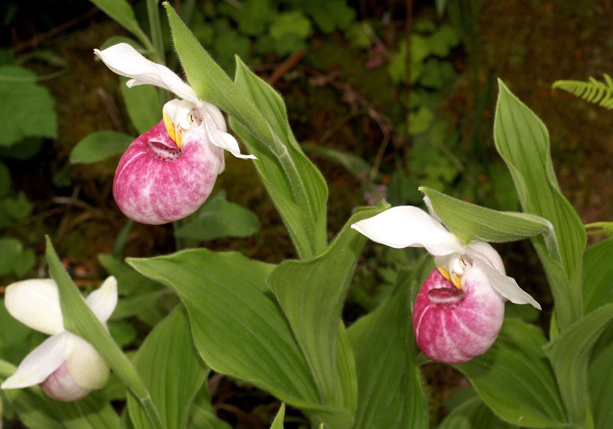 Image of Showy lady's slipper