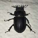 Lucanus (Pseudolucanus) mazama (Le Conte 1861)的圖片