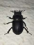 Image of Cottonwood Stag Beetle