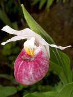 Image of Showy lady's slipper