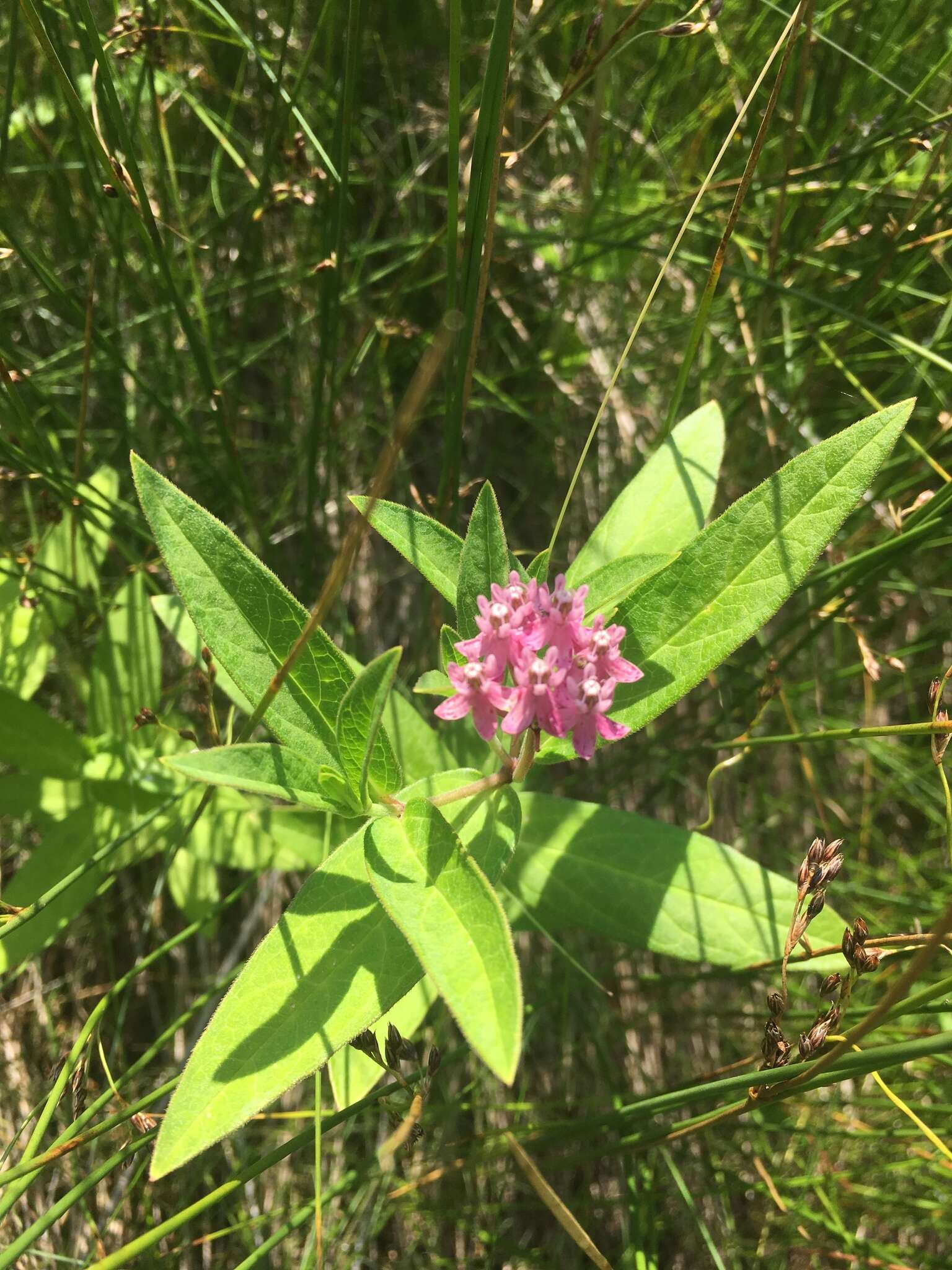 Sivun Asclepias incarnata subsp. pulchra (Ehrh. ex Willd.) Woods. kuva