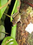 Image of Boulenger's Snouted Treefrog