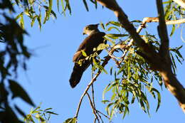 Image of Pacific Baza