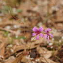 Image de Pelargonium rodneyanum Lindl.