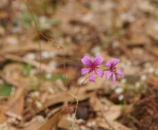 Image of Pelargonium rodneyanum Lindl.