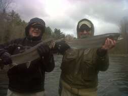 Image of Rainbow Trout