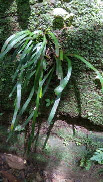 Image of Haplopteris anguste-elongata (Hayata) E. H. Crane