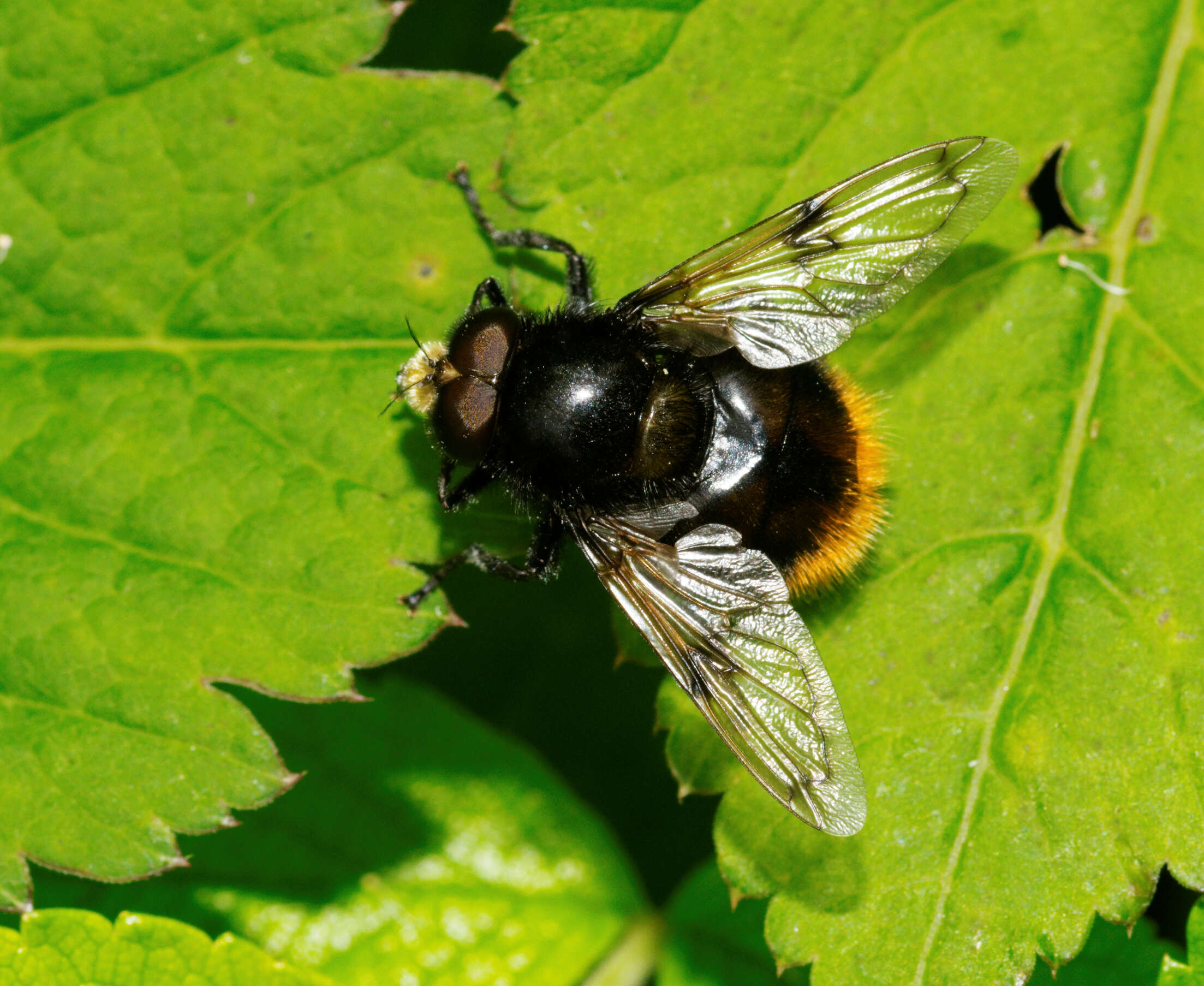 Volucella bombylans (Linnaeus 1758) resmi