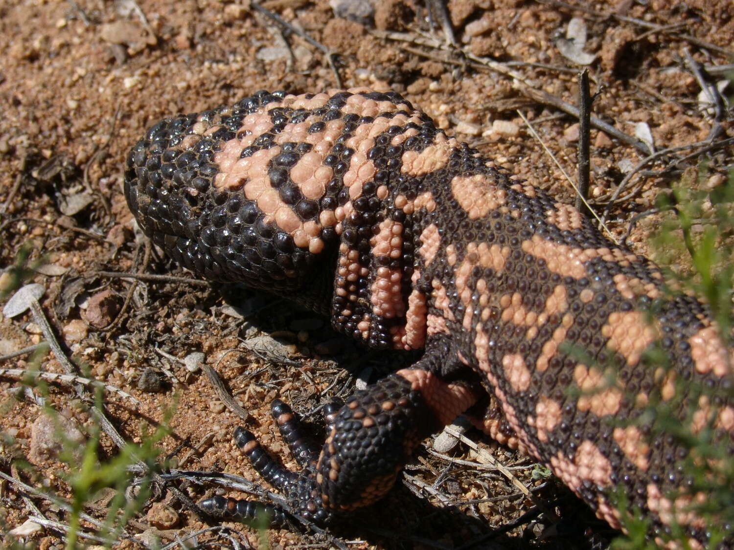 Image of Heloderma Wiegmann 1829