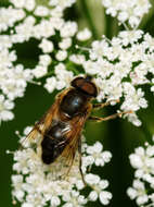 Image of Eristalis pertinax (Scopoli 1763)