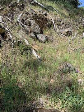 Image de Trifolium bifidum A. Gray