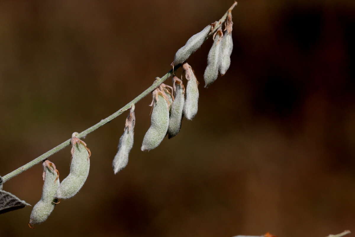 Image de Rhynchosia albissima Gand.