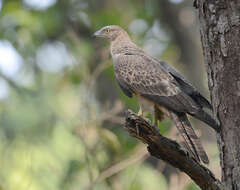 Image of Crested Honey Buzzard