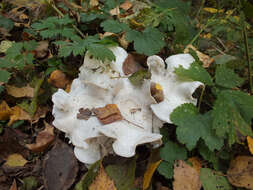 Image of Leucocybe