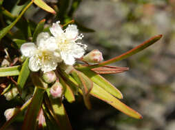 Image of Austromyrtus tenuifolia (Sm.) Burret