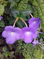 Image of Achimenes longiflora DC.