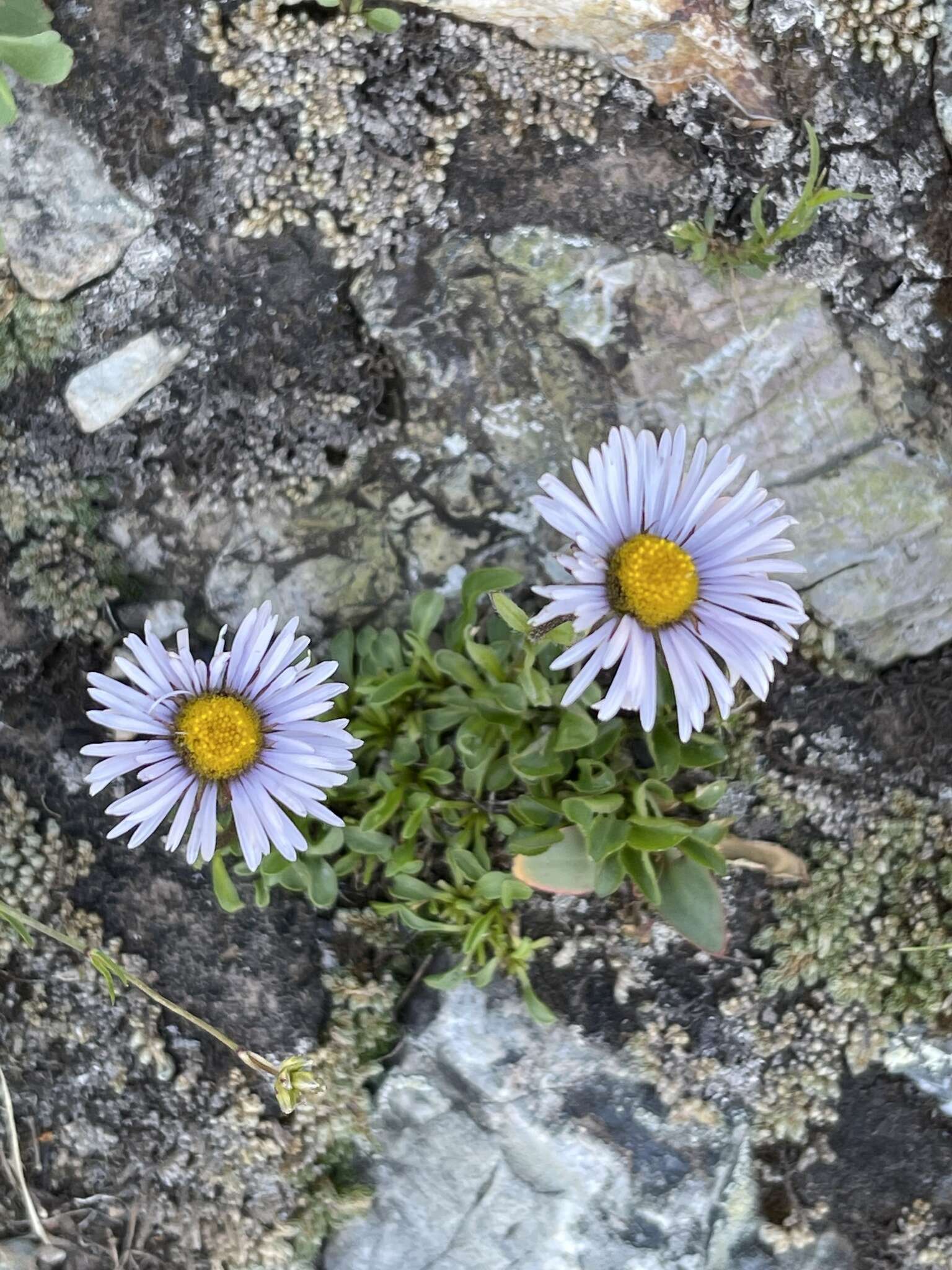 Image of rockslide yellow fleabane