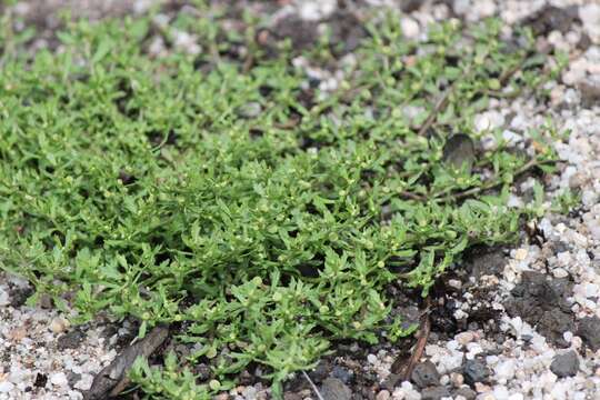 Image of Centipeda minima subsp. minima