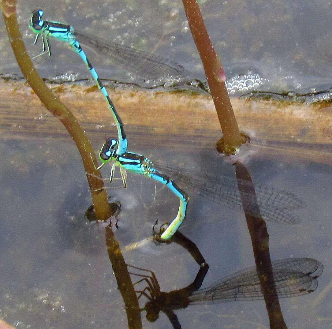 Image of Taiga Bluet