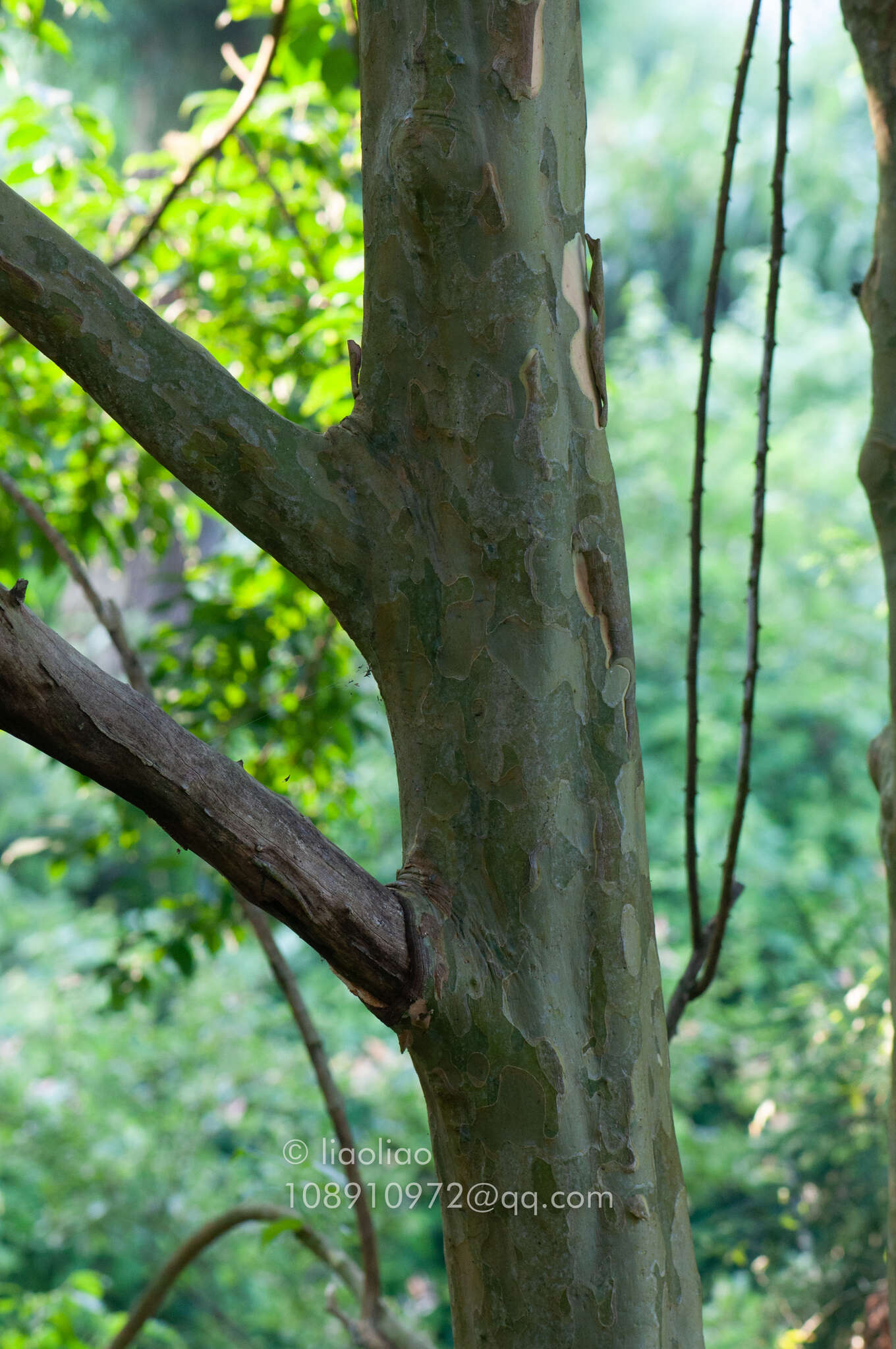 Image de Cornus wilsoniana Wangerin