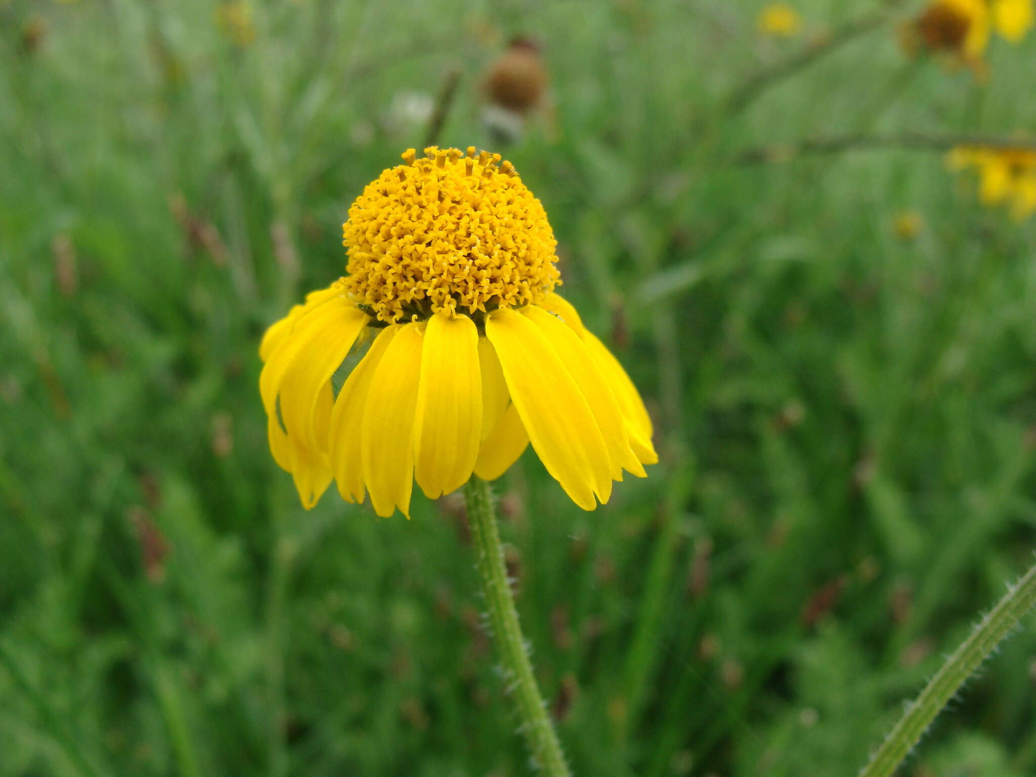 Imagem de Hybridella globosa (Ort.) Cass.